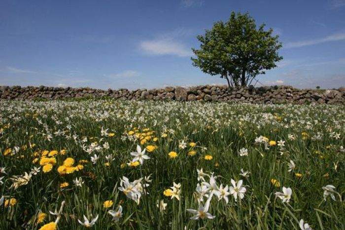 Repas de groupe sur commande Saint-Amans-des-Cots
