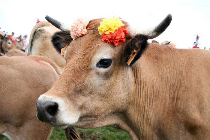 Traiteur événementiel Saint-Amans-des-Cots